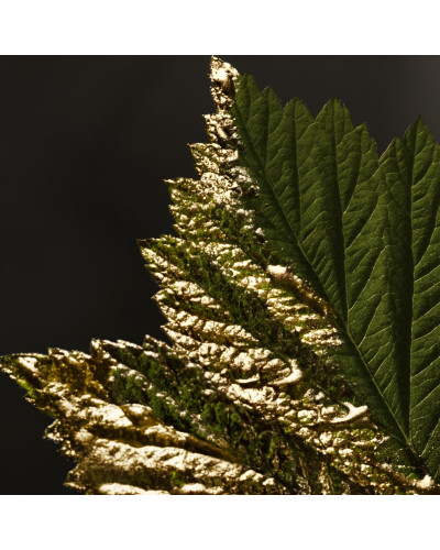 Perfume Hombre BOSS BOSS BOTTLED EDP 50 ml