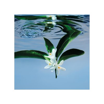 Gucci Bloom eau de toilette vaporizador